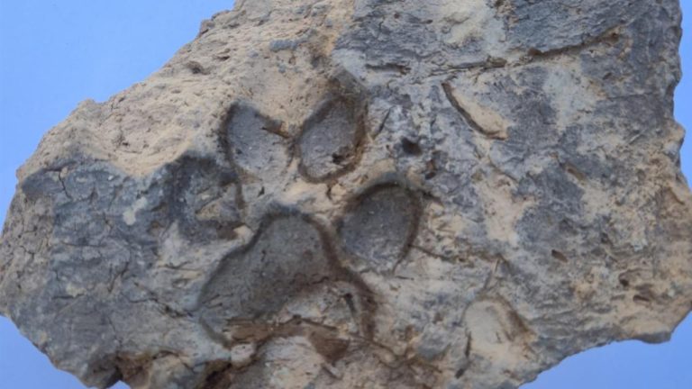 Tavşanlı Höyük kazılarında 4 bin yıllık pati izleri bulundu